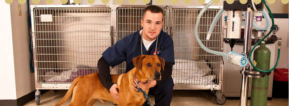 Vet Tech Institute