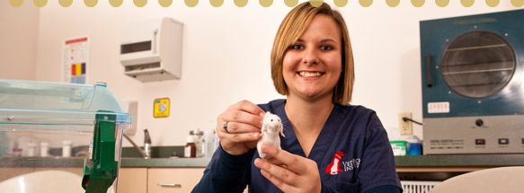 Vet Tech Institute