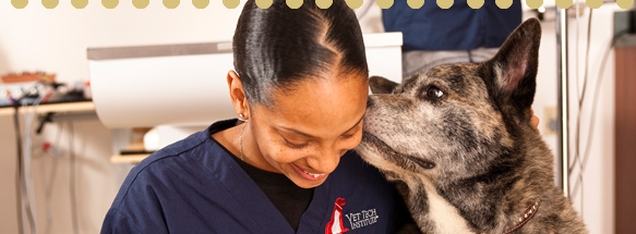 Vet Tech Institute