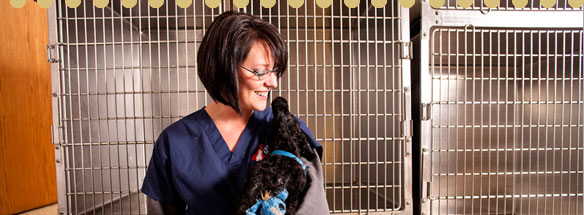 Vet Tech Institute