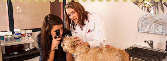 Vet Tech Institute