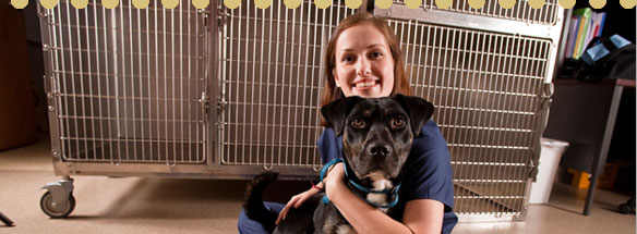 Vet Tech Institute